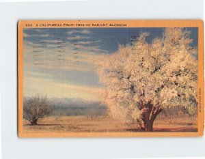 Postcard A California Fruit Tree In Radiant Blossom, California