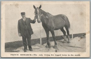 FIVE LEGGED HORSE PRINCE BISMARK ANTIQUE POSTCARD
