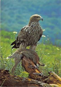 BF40063 aigle eagle killing a rabbit lapin aquila l   switzerland bird oiseau