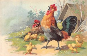 Animals Farm Chicken Hen Rooster Chicks Farm Poultry postcard C316