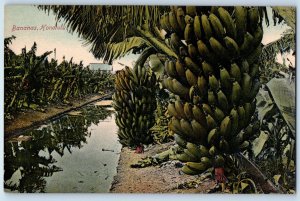 c1910 Honolulu Hawaii Vintage Postcard Bananas Farm Exterior View Field Unposted