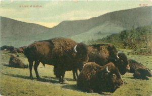 Buffalo Herd Litho Postcard Postmarked 1910 Great Falls, MT