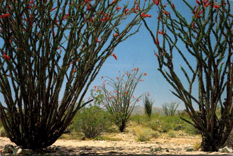 Cactus Ocotillo With Red Blossoms