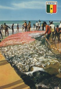 Senegal Fishermen Fishing Nets Captured Fish African Postcard