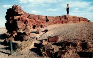 Petrified Forest National Monument, Arizona, Holbrook, U.S. Highway Postcard