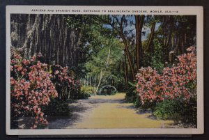 Mobile, AL - Azaleas and Spanish Moss, Entrance to Bellingrath Gardens - 1937