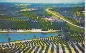 Citrus Groves As Seen From Citrus Tower Clermont Florida 1963