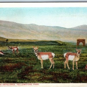 c1910s Yellowstone Park, WY Antelopes Entrance Gate J.E Haynes Photo #10148 A226