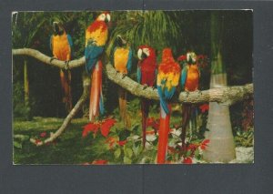 1955 Post Card Panama Rotary #C150 On Macaw (Parrots) Shows Different Types