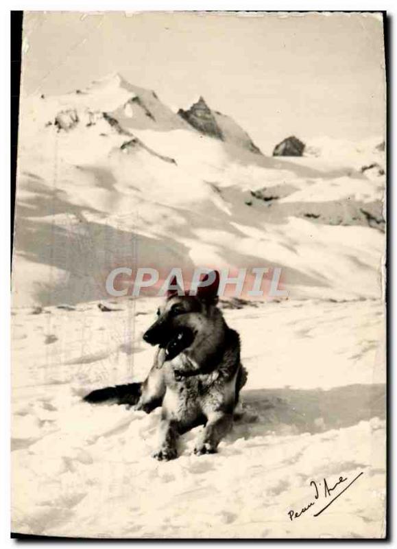 MODERN CARD Savoyard Landscape a Dog Of Avalanche