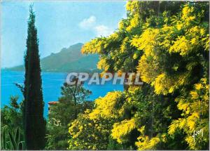 Modern Postcard The French Riviera Spring on the French Riviera Mimosas in bloom