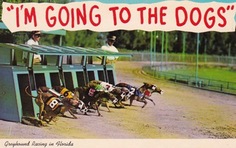 Greyhound Racing Greyhounds Breaking The Starting Box