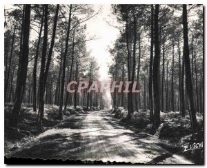 Postcard Modern Guyenne Biscay Road in the Forest Landes
