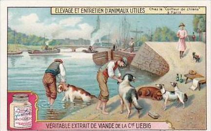 Liebig Trade Card S1176 Breeding Of Useful Animals No 6 Dog Breeding France