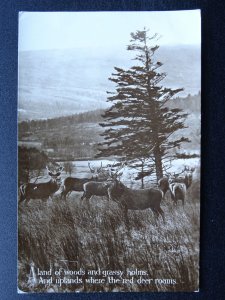 Scotland Highland Stag Deer UPLANDS WHERE THE RED DEER ROAMS c1915 RP Postcard