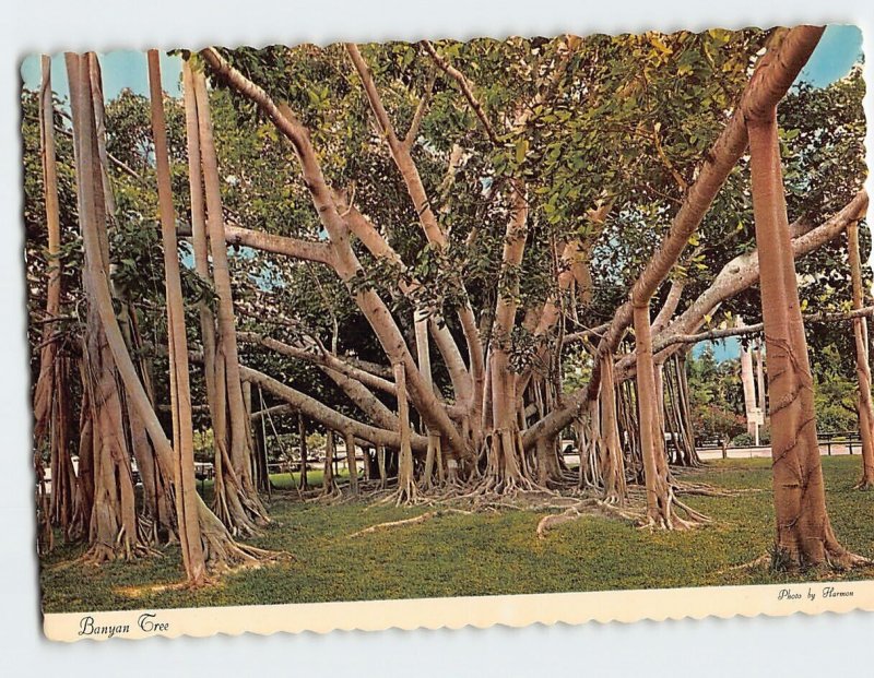 Postcard Banyan Tree, Edison Winter Home, Fort Myers, Florida