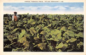 Typical tobacco field In old KY Misc KY