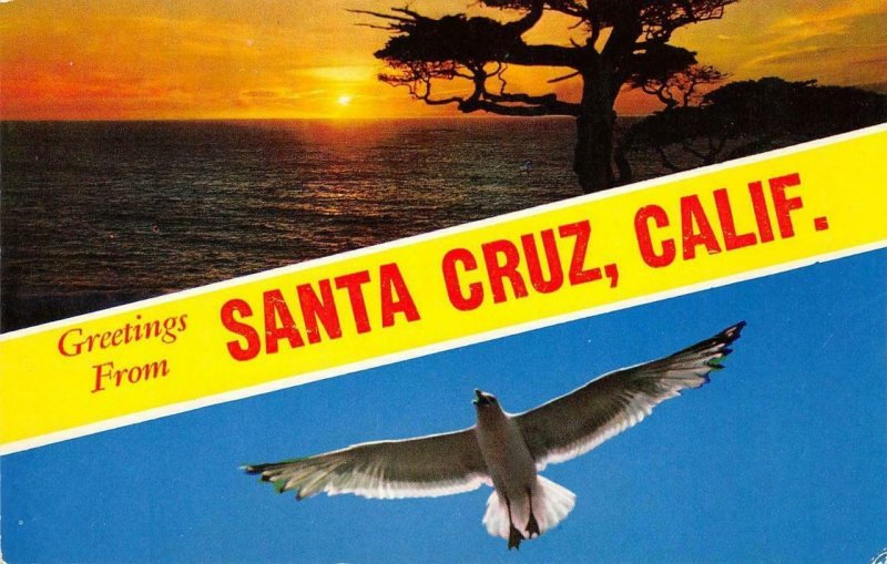 Greetings from SANTA CRUZ, CA Seagull Large Letter c1960s Vintage Postcard
