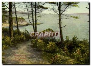 England - England - Guernsey - Pine Forest East Coast - Old Postcard