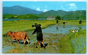 HONG KONG, New Territories ~ FARMING SCENE Planting & Ploughing c1960s  Postcard