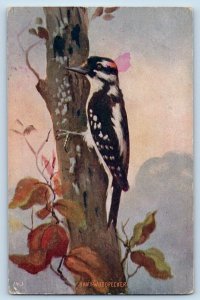 Fertile Minnesota MN Postcard Hairy Woodpecker Bird On The Tree c1910's Antique