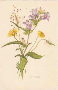 Nettle Leaved Bellflower Gold Flower & Quake Grass