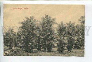 432768 Singapore Botanical Garden Cyrtostachys Lakka Vintage postcard