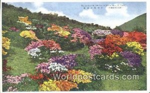 Azaleas at the Nita Pass Mt Unzen Japan Unused 