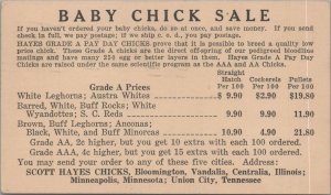 Postcard Advertising Baby Chick Sale Scott Hayes Chicks IL MN TN