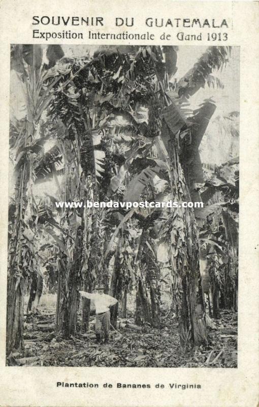 guatemala, C.A., VIRGINIA, Banana Plantation (1913) Exposition Expo Gand