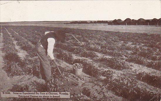 Unirrigated Potatoes at Experimental Dry Farm Cheyenne Wyoming 1912