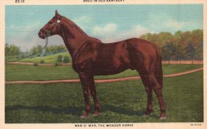 Vintage Postcard Man O' War The Wonder Horse Bred In Old Kentucky Blue Grass