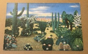 VINTAGE LINEN POSTCARD UNUSED A FEW VARIETIES OF DESERT CACTI