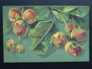 Fruit Berries & Nuts Study HAZELNUT c1910 Italian Postcard