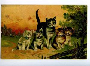 240764 CAT Kitty Vintage ADVERTISING HOFFMANN's Starkefabriken