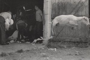 Welsh Sheep Shearing Lamb Leaping Award Farming Photo Postcard