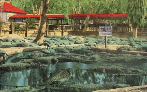 Vintage Postcard Alligator Farm Collection Newly Hatched To Old Ponce Florida FL