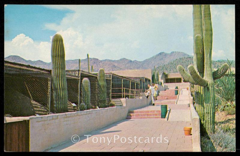 Sonora Desert Museum - Arizona