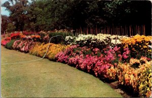 Vtg Fort Worth Texas TX Chrysanthemum Border Botanic Gardens 1950s View Postcard