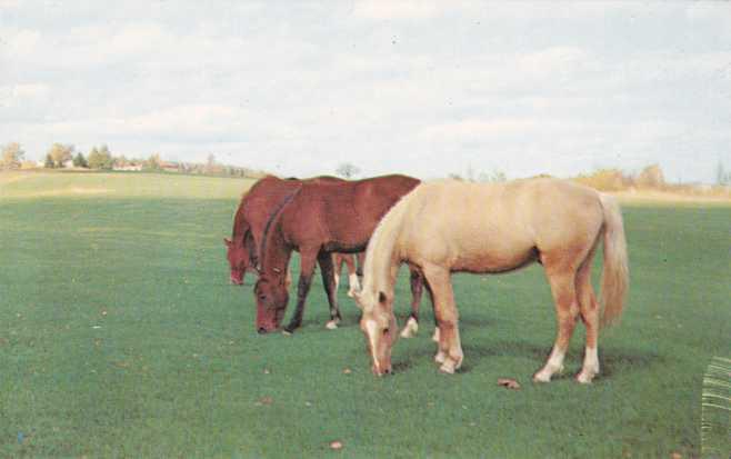 Three Horses Grazing