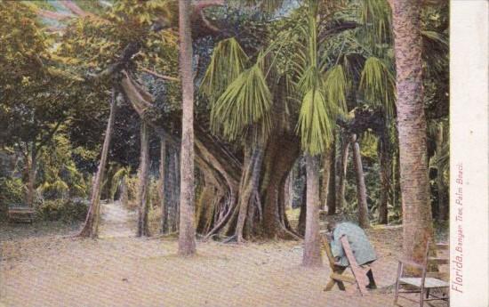 Florida Palm Beach Man Sitting Under Banyan Tree