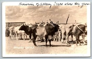 RPPC  Albany  Texas  Brahma  Cattle Cows Bulls  Postcard