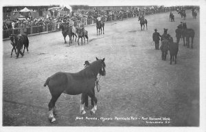 RPPC Stock Parade Olympic Peninsula Fair Port Townsend WA Horses c1910s Postcard
