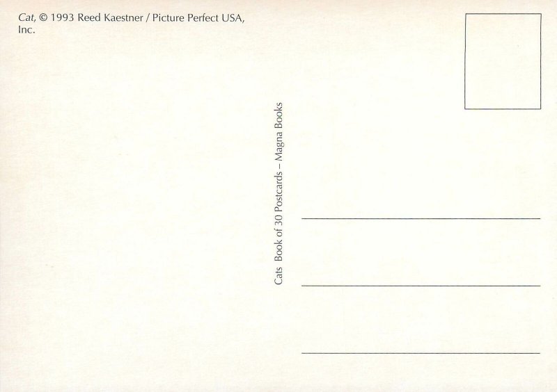 Postcard cat image Reed Kaestner Picture Perfect USA, Inc.