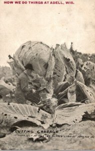 Wisconsin Adell Exageration Cutting Giant Cabbage How We Do Things 1915