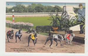 P3335 JL vintage postcard dogs greyhound racing florida at the finished line