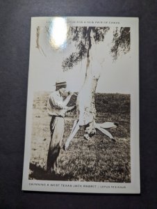 Mint USA RPPC Postcard Skinning West Texas Jack Rabbit