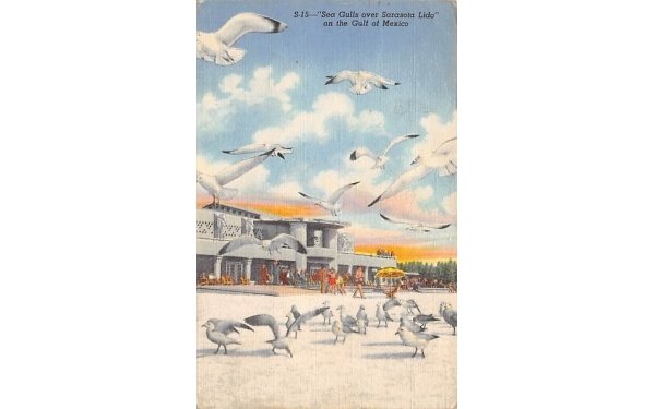 Sea Gulls over Sarasota Lido on the Gulf of Mexico Florida