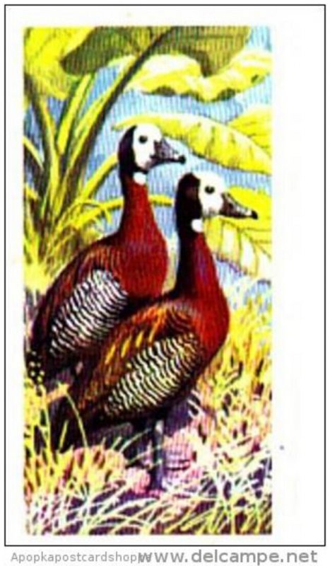 Brooke Bond Trade Card Tropical Birds No 33 White-Faced Whistling Duck