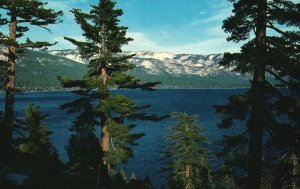 Vintage Postcard 1959 Pines Border Wooded Shores Lake Tahoe Nevada Shoreline NV